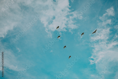 birds flying to the blue sky / aves voando ao céu azul  photo