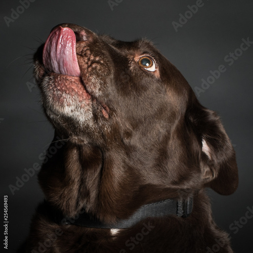 Silly portrait of a dog © Crystal Madsen