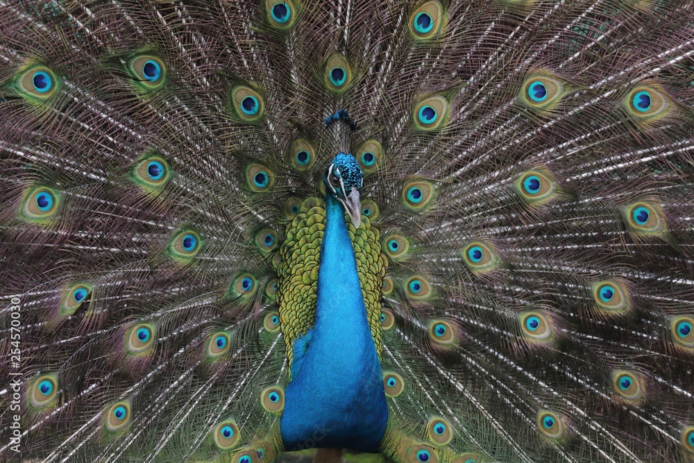 Obraz premium Mil ojos de pavo real