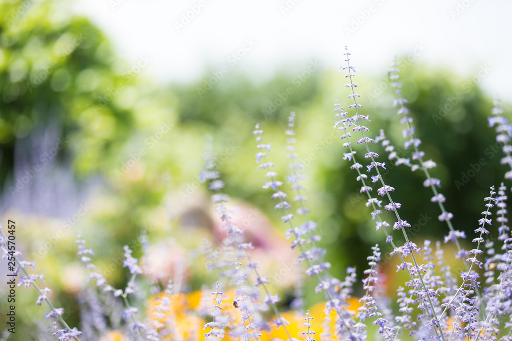 Obraz premium Wild flowers in spring