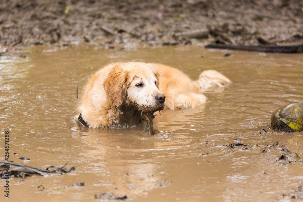 Golden retriever cooling off in a mud puddle after playing fetch the ball on summer day.