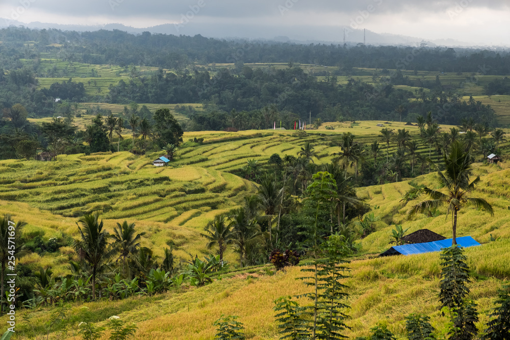 Obraz premium Jatiluwih Rice Terrace