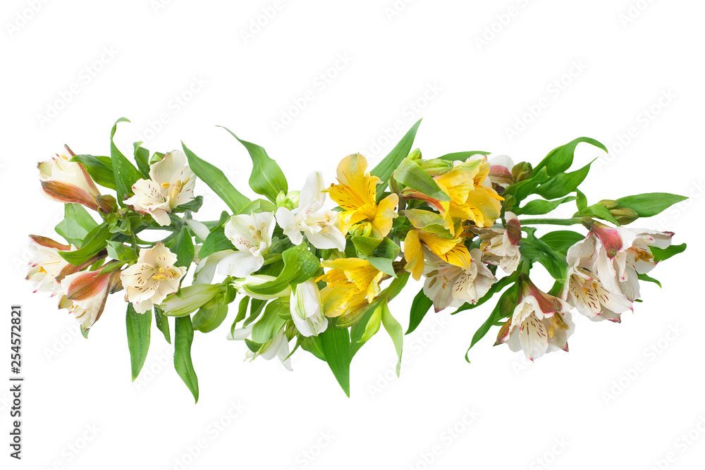 White and yellow alstroemeria flowers branch on white background isolated close up, lily flowers bunch for decorative border, holiday poster, design element for greeting card, floral pattern or banner