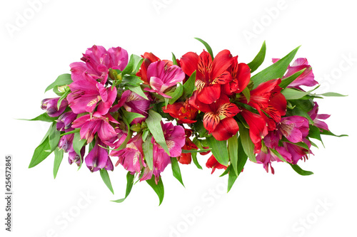Red and pink alstroemeria flowers branch on white background isolated closeup, lily flowers bunch for decorative border, holiday poster, design element for greeting card, floral pattern, beauty banner