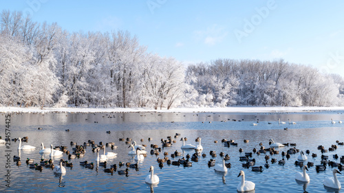 Snow covered forests and lakes in winter