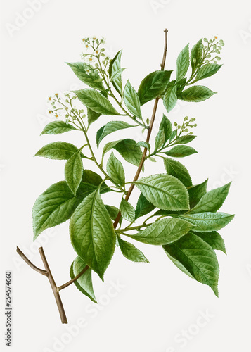 Tableau sur toile American bittersweet branch