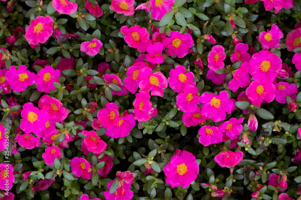 Sun Plant flower Sun Plant flower