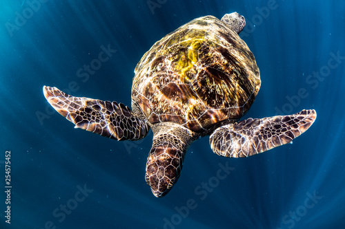  turtle swim in blue sea
