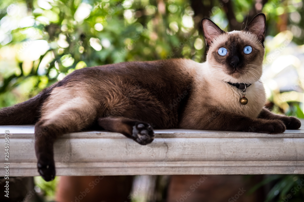 siamese cat siamese cat