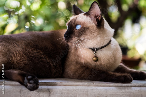 siamese cat