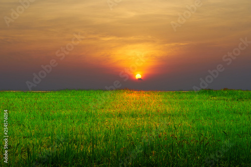 Rice farm with blue sky background