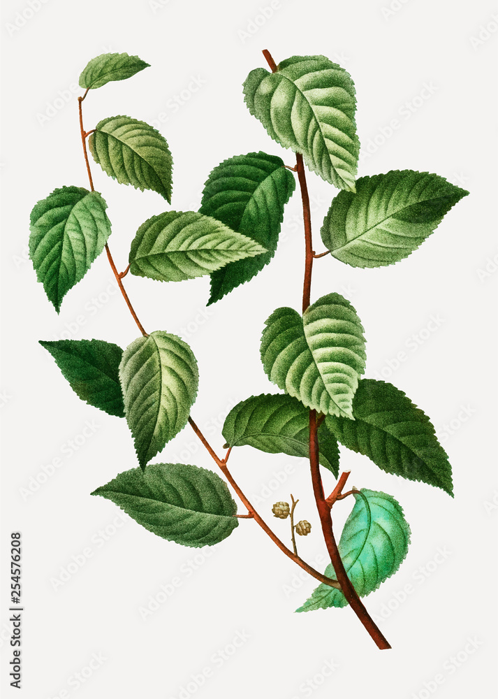 Naklejka premium Planer tree leaves