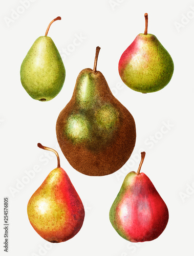 Pear types vintage drawing