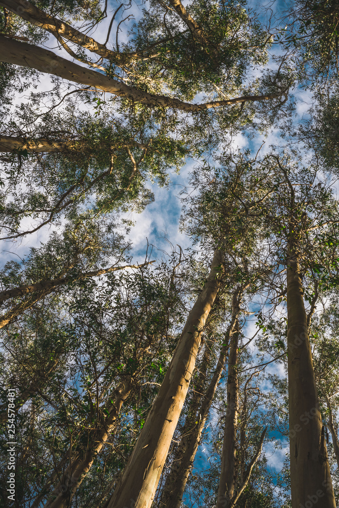 Obraz premium Eucalyptus Tree Forest