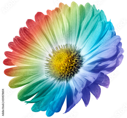 multi-colored flower daisy isolated on white background. For design. Closeup. Nature.