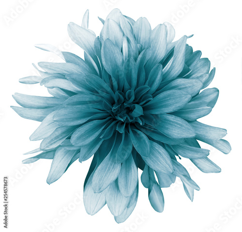 Vintage turquoise dahlia  flower white  background isolated  with clipping path. Closeup. For design. Nature. © nadezhda F