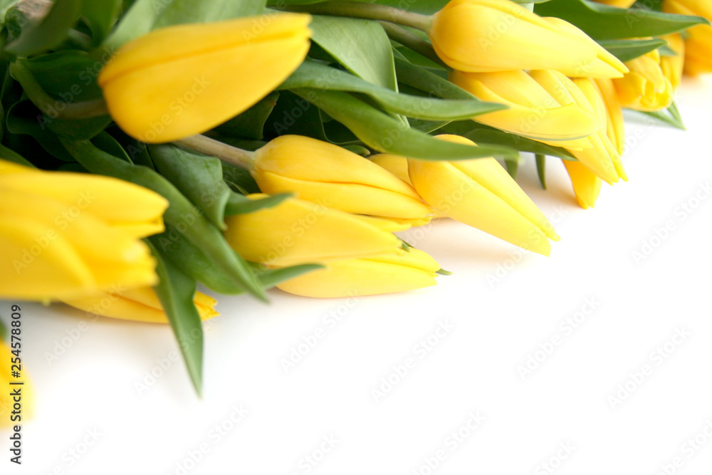 bright yellow tulips on a white background. Poster with free space for text.. bright yellow tulips on a white background. Poster with free space for text..