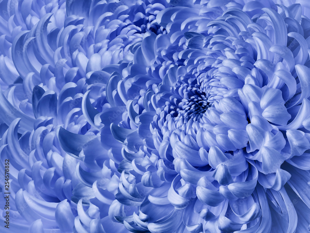 Floral blue  background. Flower blue chrysanthemum close-up. Chrysanthemum petals. Nature.