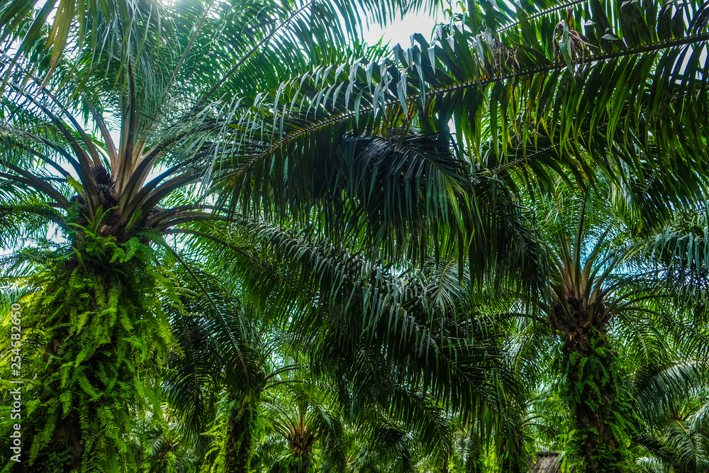 Palm oil plantation in rural southern of Thailand Palm oil plantation in rural southern of Thailand