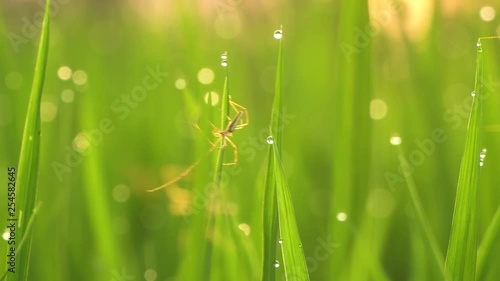 Spider web close-up in beautiful paddy field with water drops on leaves in Ubud Bali Indonesia – Rice Fields - 4K Video photo