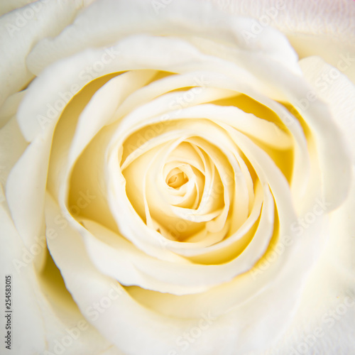 Beautiful of white rose