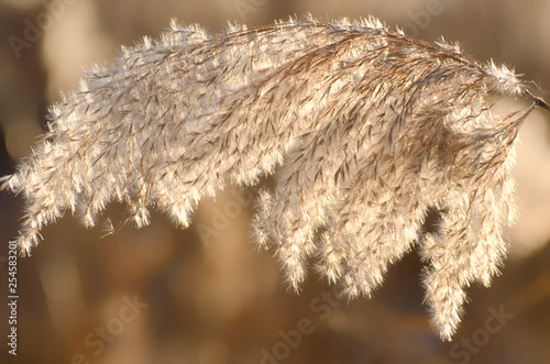 Dry reed on the river, cane seeds and inflorescence. Golden reed grass in the spring in the bright sunlight. Abstract natural background. Close-up image