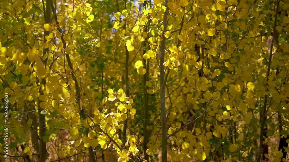 A view of quaking aspen leaves fluttering in strong breeze in full golden fall color. A view of quaking aspen leaves fluttering in strong breeze in full golden fall color.