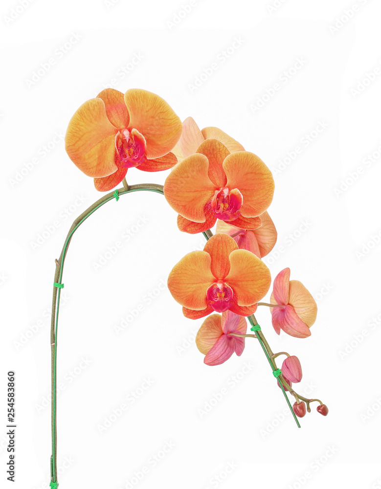 Fototapeta premium yellow orchid flower, isolated