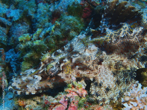 Fototapeta Naklejka Na Ścianę i Meble -  The amazing and mysterious underwater world of Indonesia, North Sulawesi, Bunaken Island, flathead