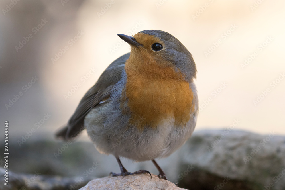 Ein freigestelltes Rotkehlchen sitzt auf einem Stein Ein freigestelltes Rotkehlchen sitzt auf einem Stein