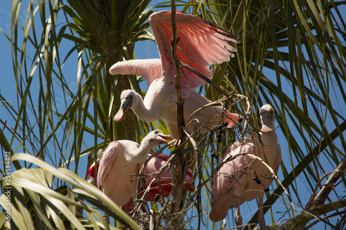 Juvenile roseate spoonbills in a nest in St. Augustine, Florida. photo