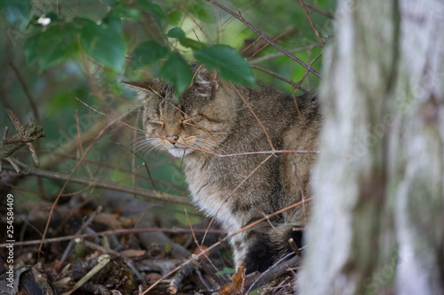 Eine ruhende Wildkatze in der Seitenansicht schaut hinter einem Baum hervor