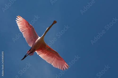 Roseate spoonbill flying over a swamp in St. Augustine, Florida.