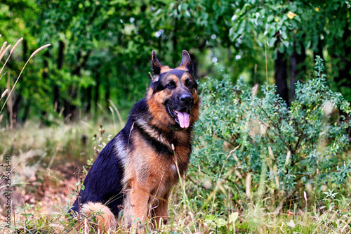 Dog German Shepherd in a forest in a summer
