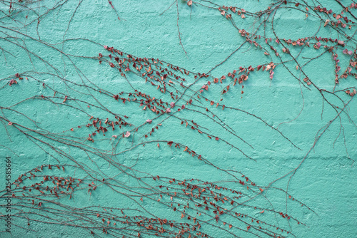 Vines on the wall