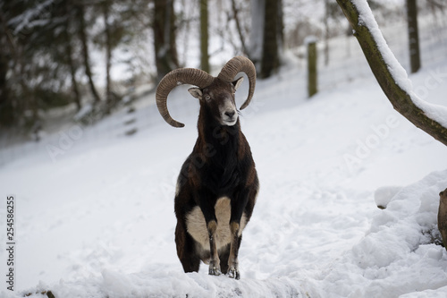 Freigestellter Mufflon in der Frontal-Ansicht vor verschneitem Wald