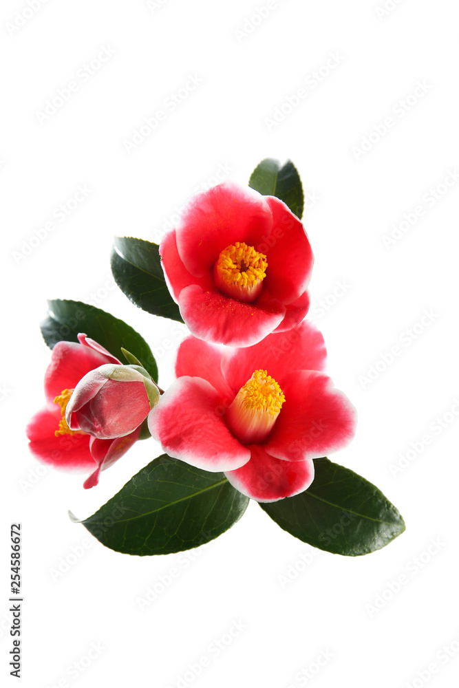 camellia flowers on a white background camellia flowers on a white background