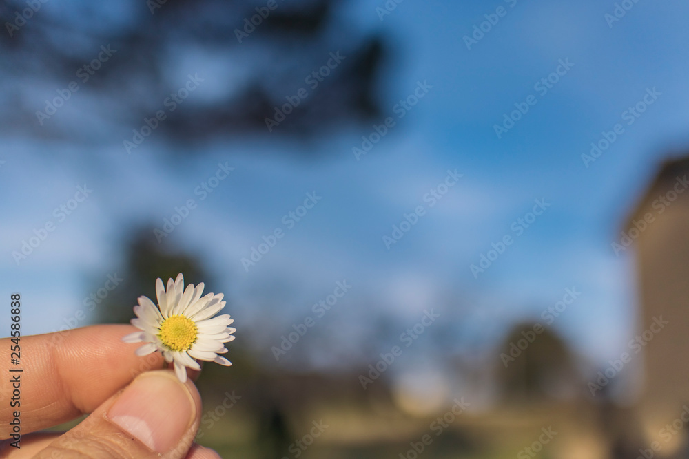 Hanging a tiny white daisy flower in bloom on a blurry landscape background Hanging a tiny white daisy flower in bloom on a blurry landscape background
