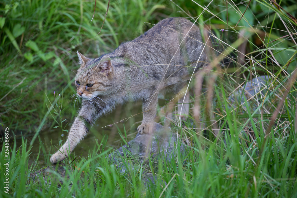 Obraz premium Eine schleichende Wildkatze in einem Feuchtgebiet in der Seitenansicht