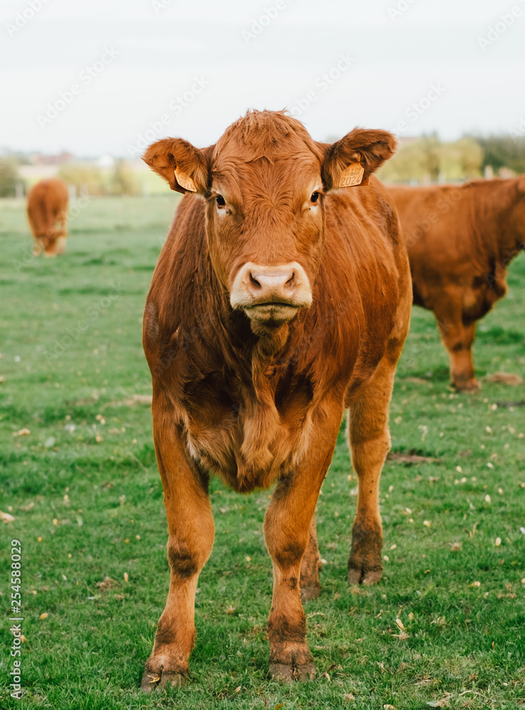 Vache limousin qui regarde face à la caméra dans un champs