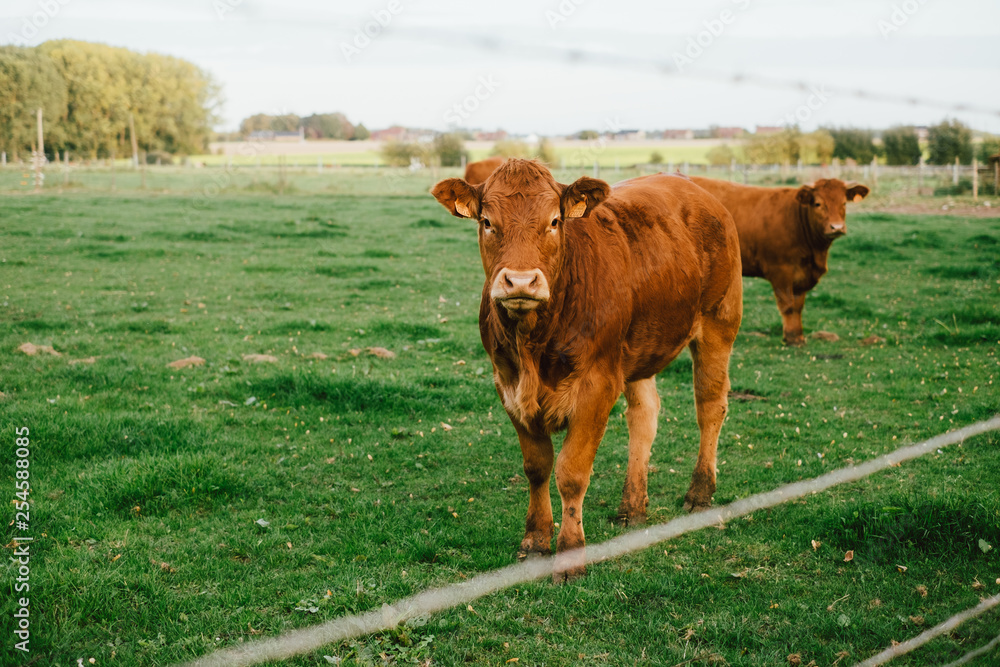 Vache limousin qui regarde face à la caméra dans un champs Vache limousin qui regarde face à la caméra dans un champs
