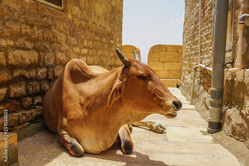 A cow in the middle of a street in Golden City Fort Jaisalmer, India photo