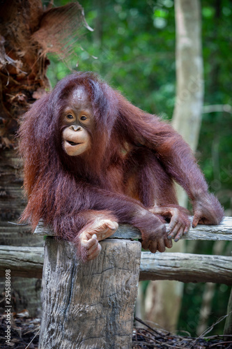 close up full body and face of Borneo Orangutan