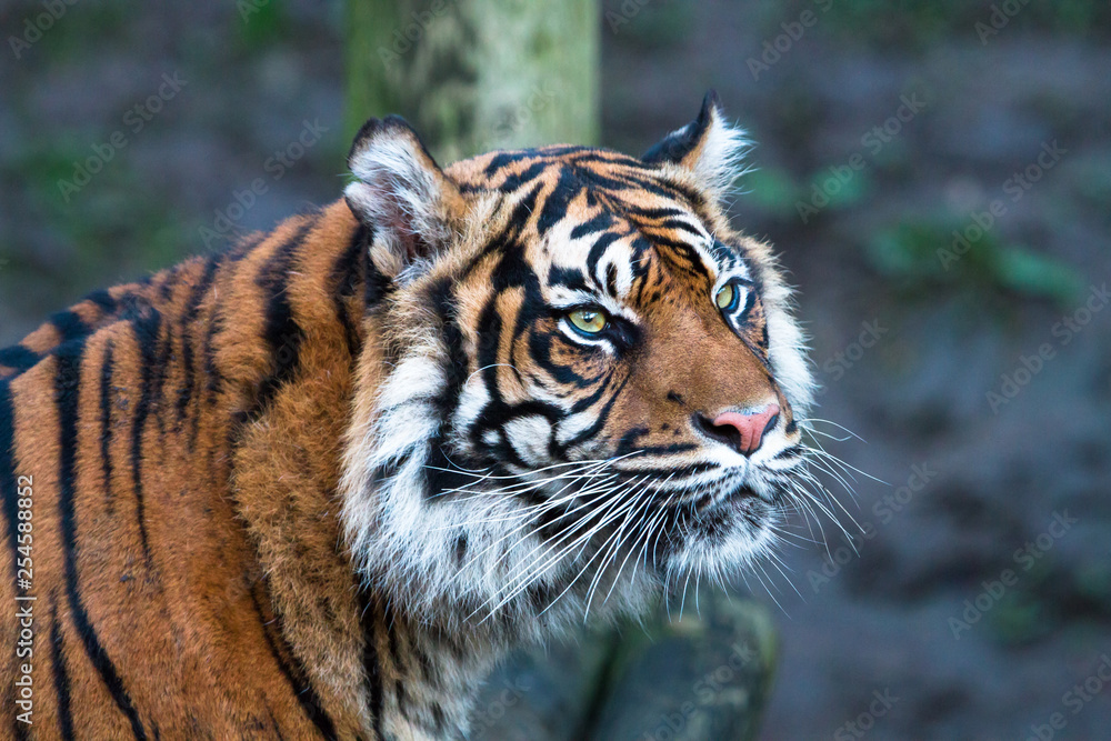 A Sumatran tiger (Panthera tigris sumatrae) looks into the distance. A Sumatran tiger (Panthera tigris sumatrae) looks into the distance.