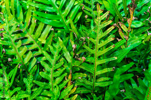 Green fern plant close up detail