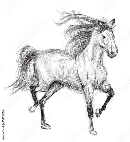 horse hand drawn illustration art design