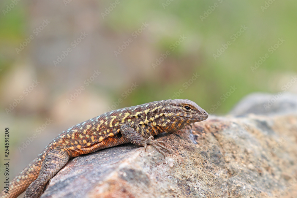 Naklejka premium Side-blotched Lizard (Uta stansburiana)