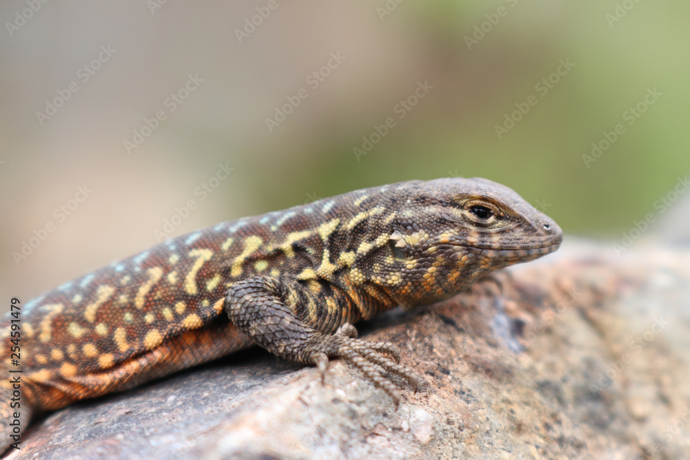 Side-blotched Lizard (Uta stansburiana) Side-blotched Lizard (Uta stansburiana)