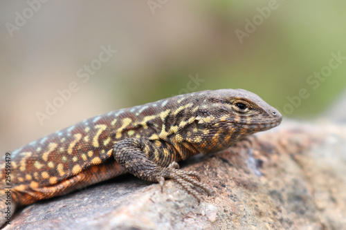 Side-blotched Lizard (Uta stansburiana)