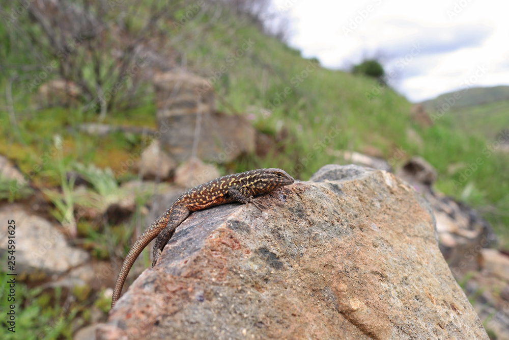 Side-blotched Lizard (Uta stansburiana) Side-blotched Lizard (Uta stansburiana)